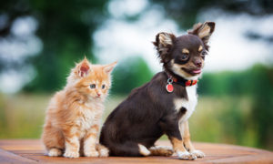 Veterinarians - P Street Pet Practice - Washington, DC